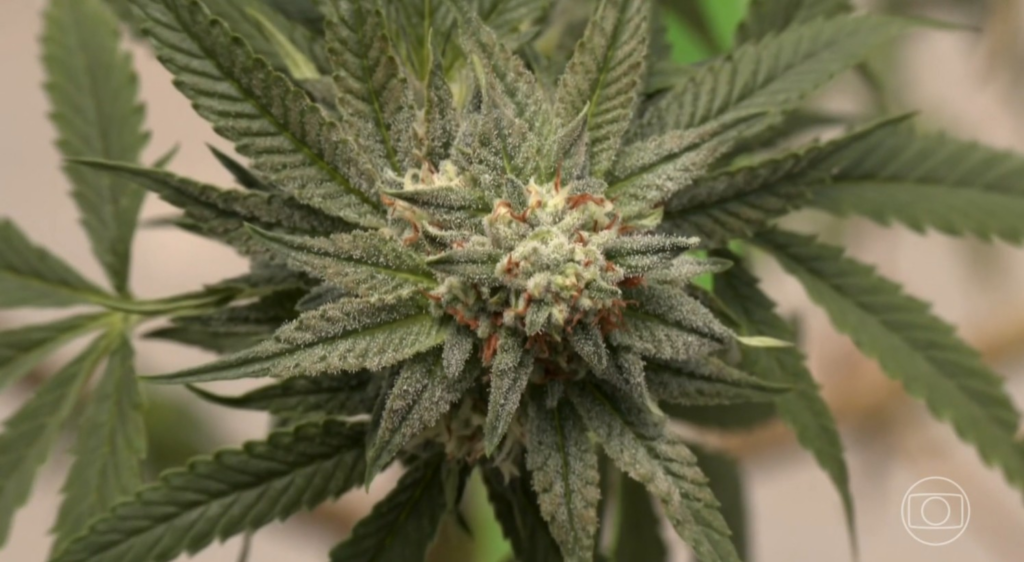 Personalidade curiosa pode ser o principal fator para o uso recreativo de Cannabis